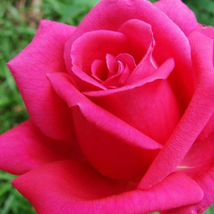 الأستاذة أم نهال