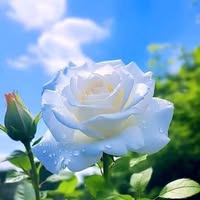 الأستاذة أم هاجر